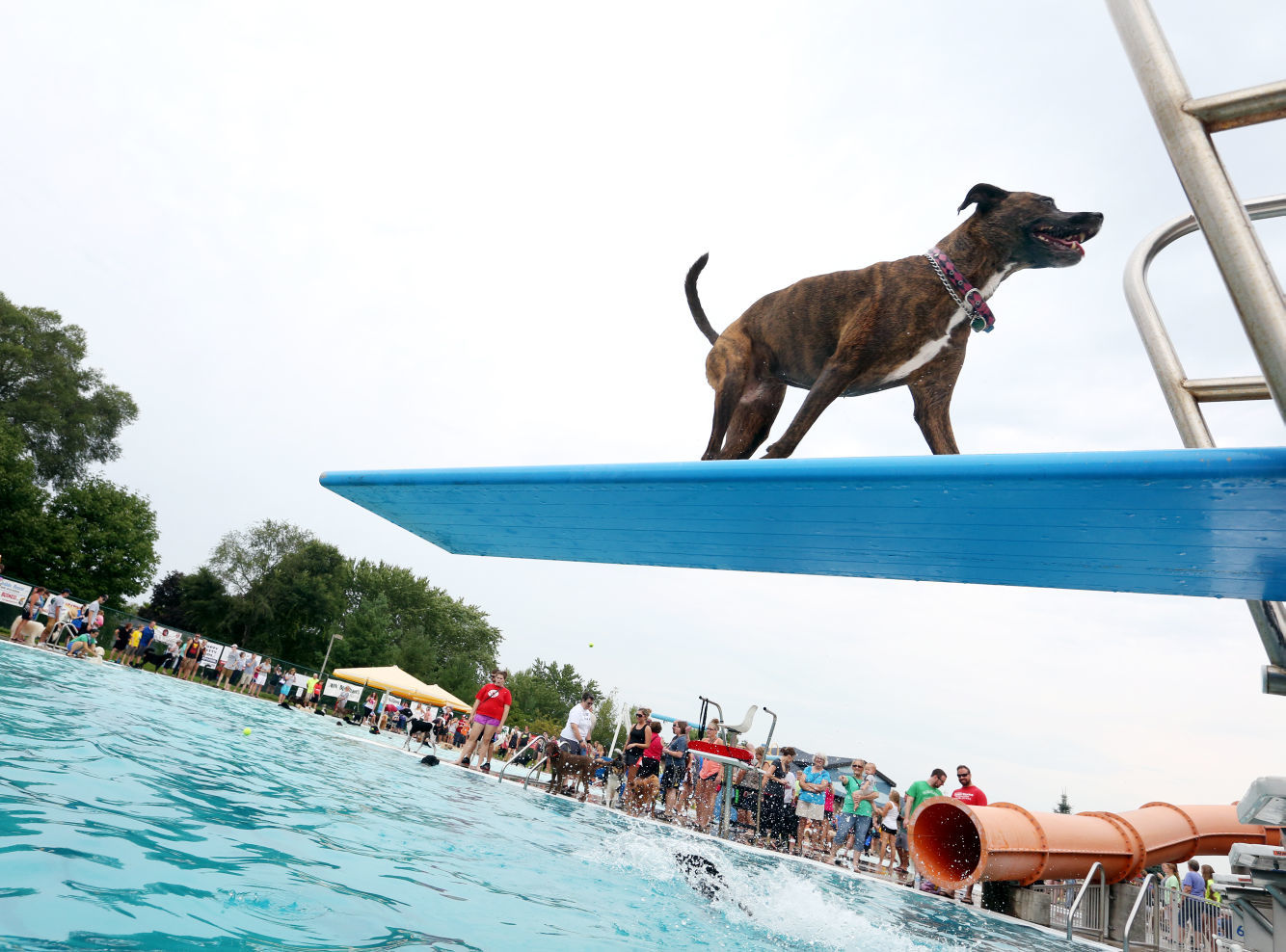 2015 Diggity Dog Dip